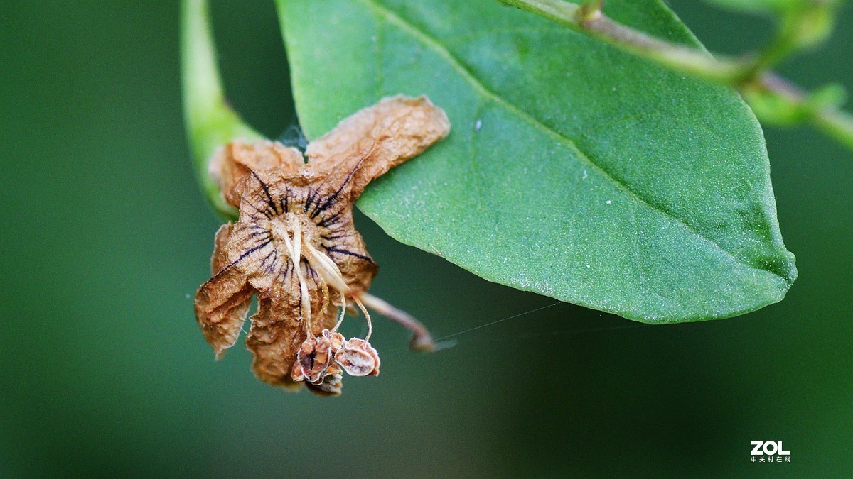 一组微距祝大家节日快乐。
