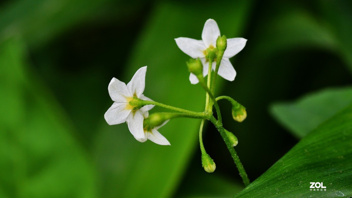 一组微距祝大家节日快乐。
