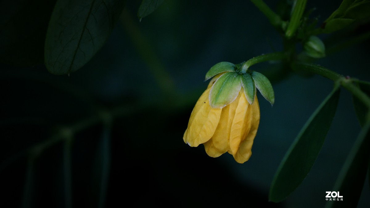 一组微距祝大家节日快乐。