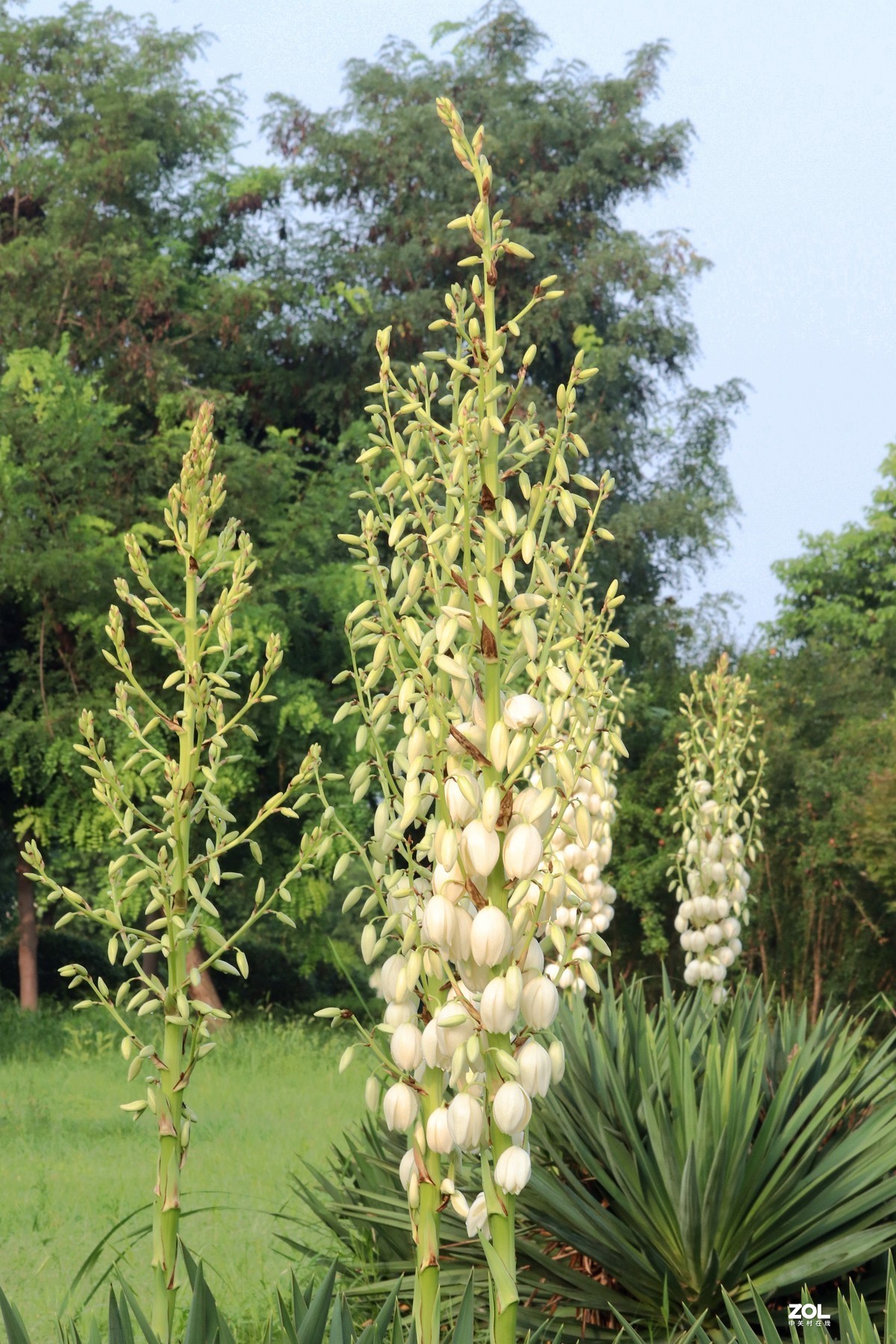 雨后的剑麻凤尾丝兰一