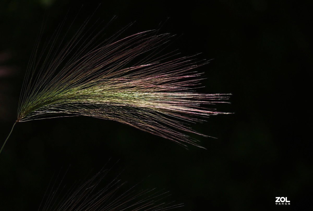 小区游拍——芒颖大麦草