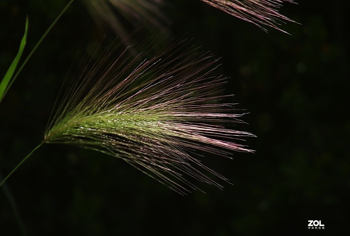 小区游拍——芒颖大麦草
