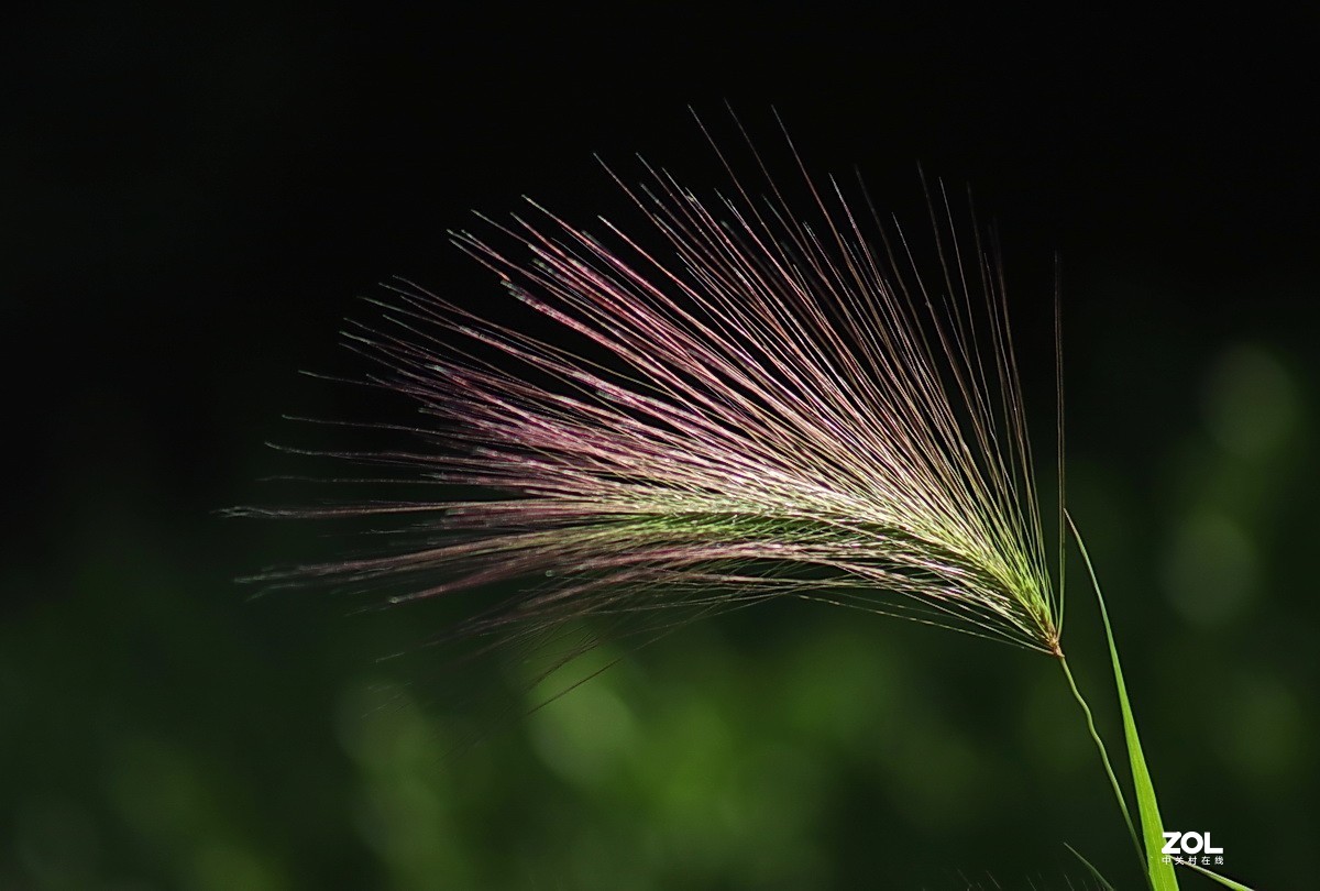 小区游拍——芒颖大麦草