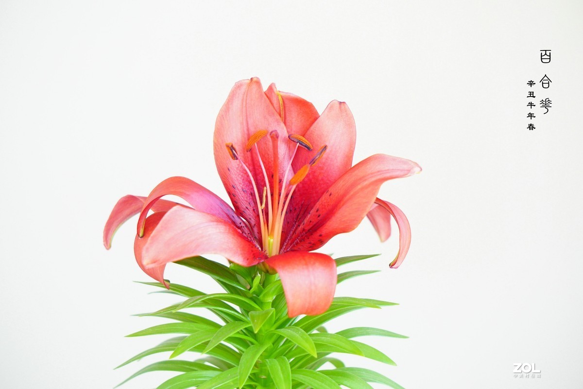 珦铭咔影//百合一棵 俩朵花 （2021）