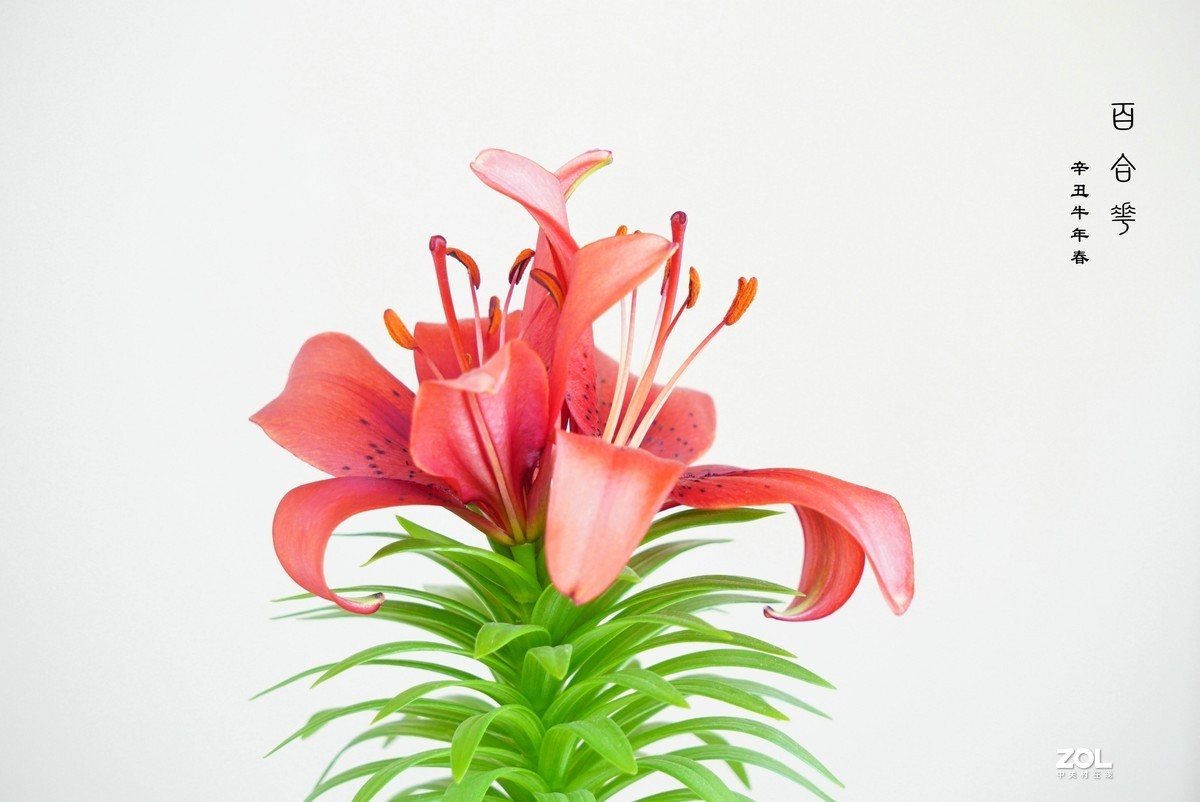 珦铭咔影//百合一棵 俩朵花 （2021）