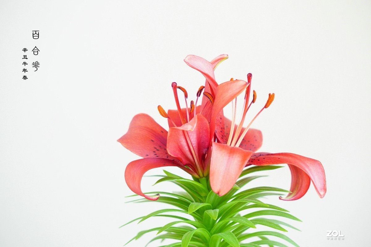 珦铭咔影//百合一棵 俩朵花 （2021）