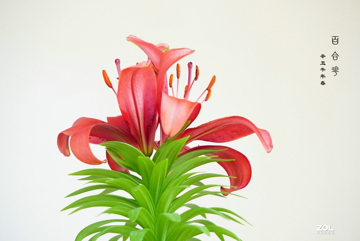 珦铭咔影//百合一棵 俩朵花 （2021）