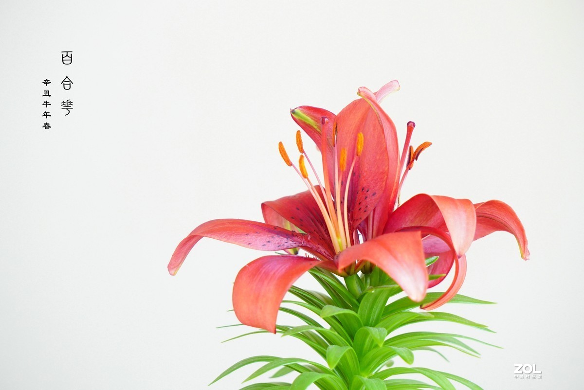 珦铭咔影//百合一棵 俩朵花 （2021）