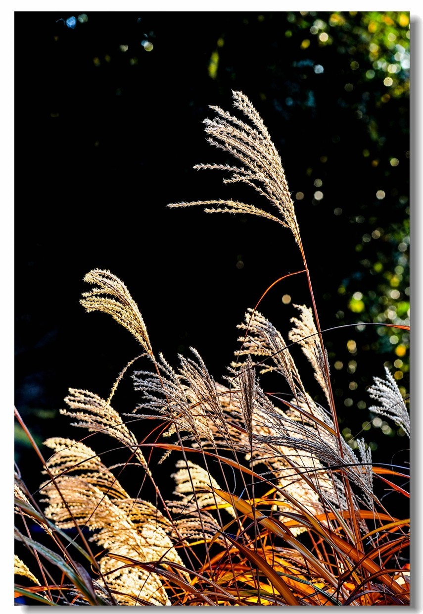 “钢炮”秀秋色