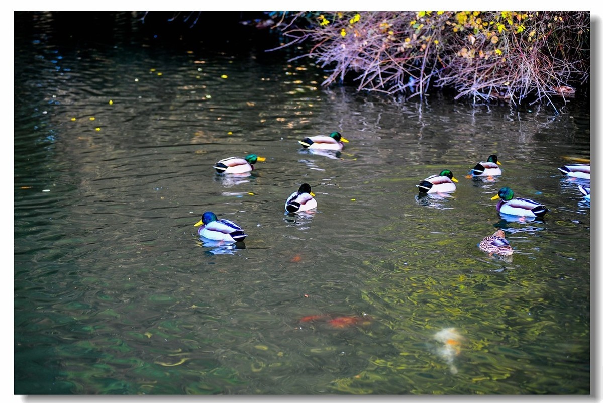 “钢炮”秀秋色