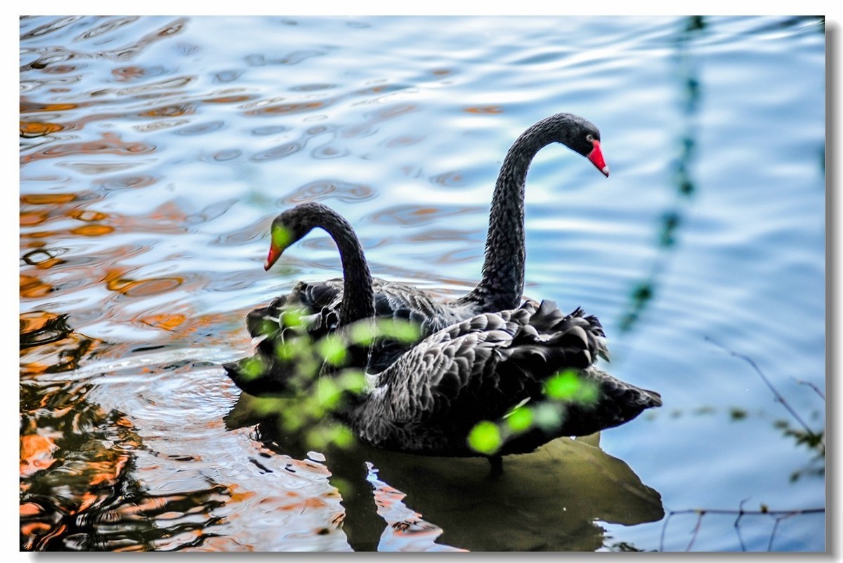 “钢炮”秀秋色