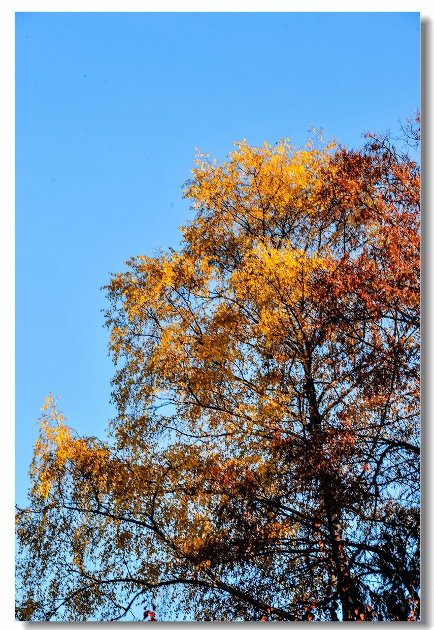 “钢炮”秀秋色