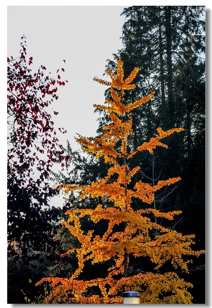 “钢炮”秀秋色