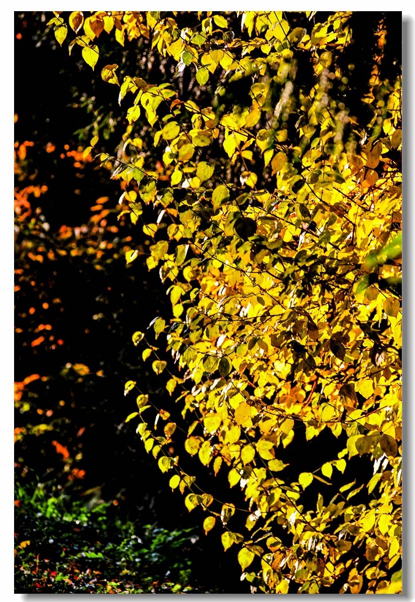 “钢炮”秀秋色