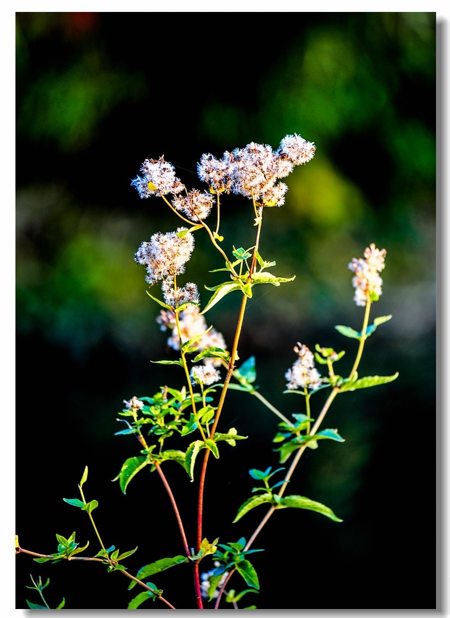 “钢炮”秀秋色