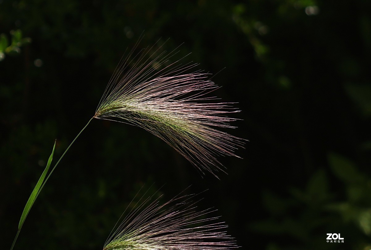 小区游拍——芒颖大麦草