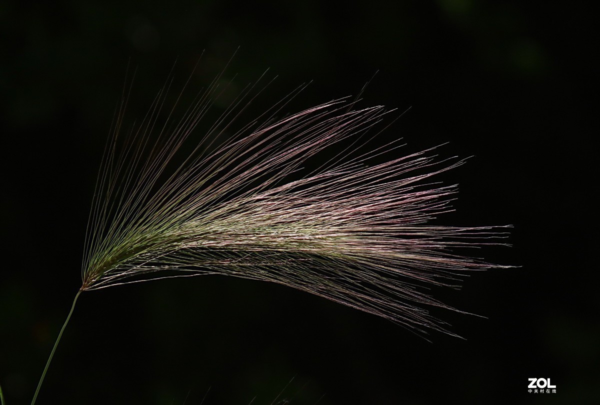 小区游拍——芒颖大麦草