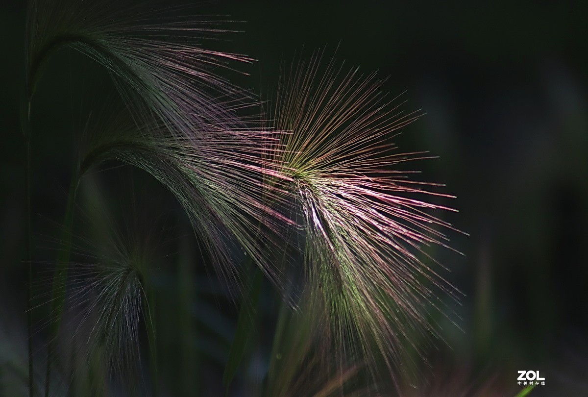 小区游拍——芒颖大麦草