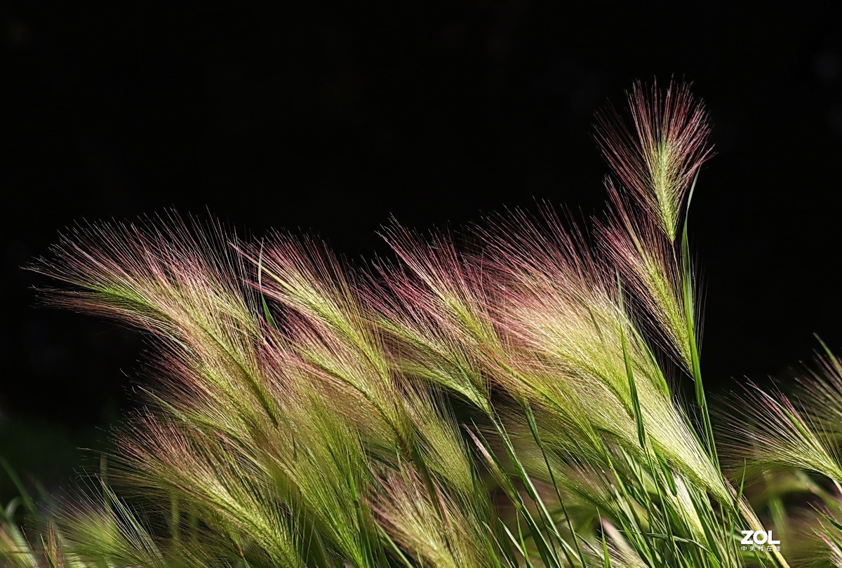 小区游拍——芒颖大麦草