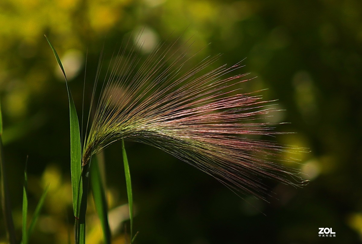 小区游拍——芒颖大麦草