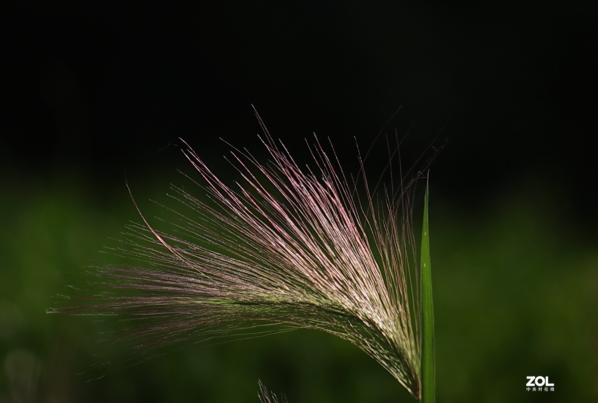 小区游拍——芒颖大麦草