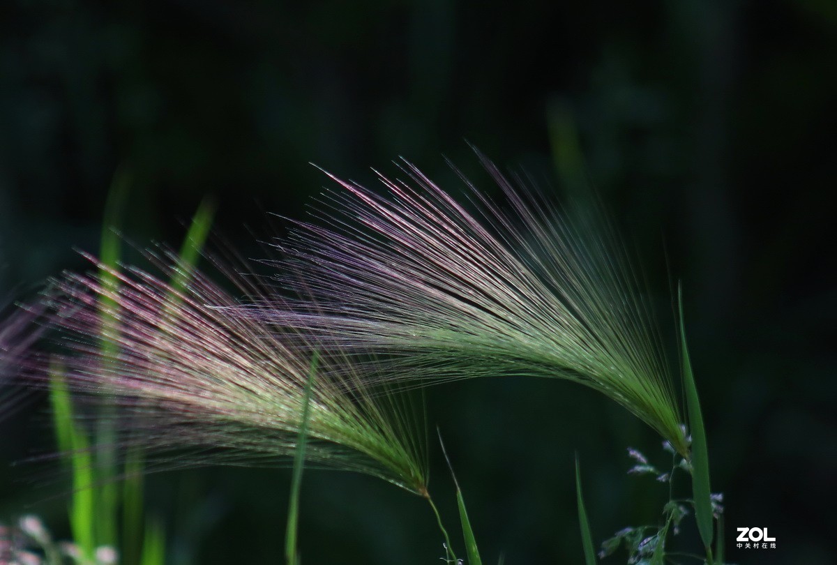 小区游拍——芒颖大麦草