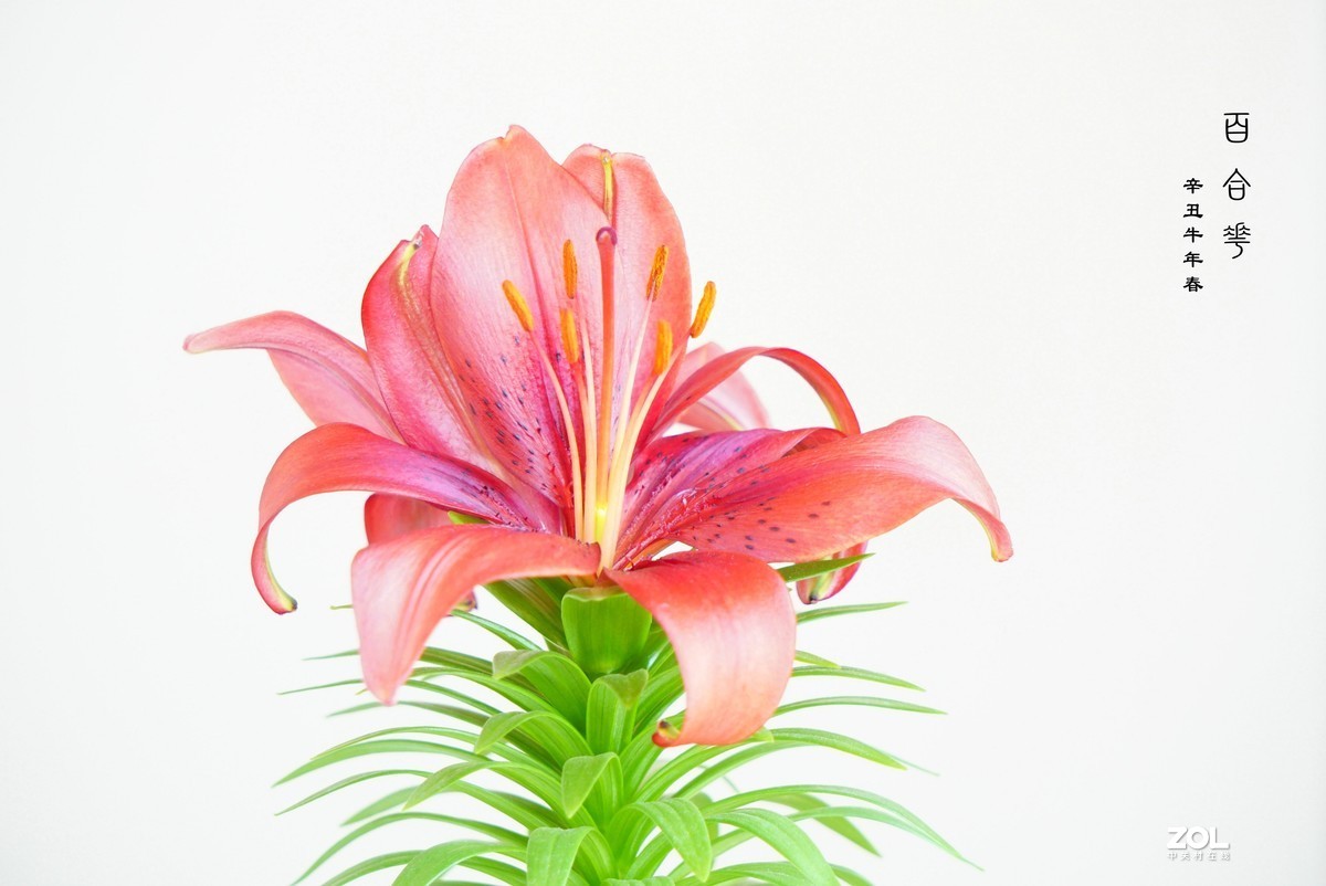 珦铭咔影//百合一棵 俩朵花 （2021）