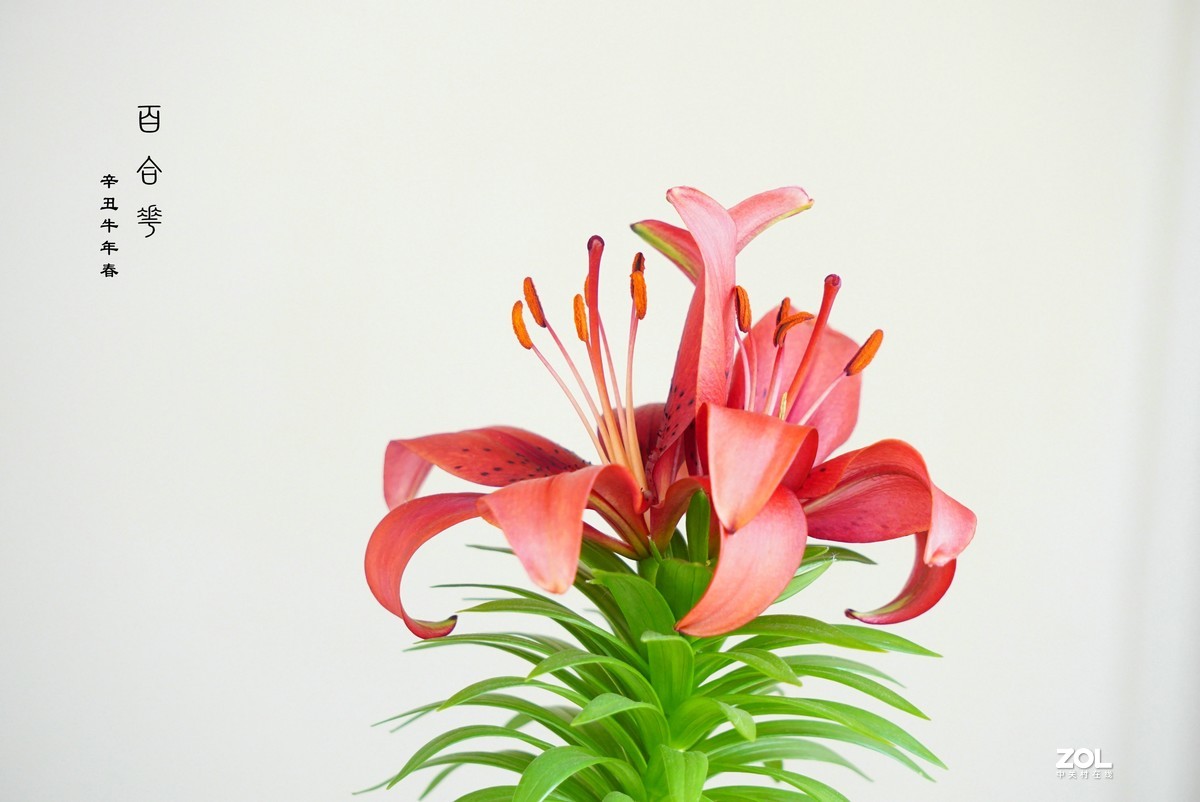 珦铭咔影//百合一棵 俩朵花 （2021）