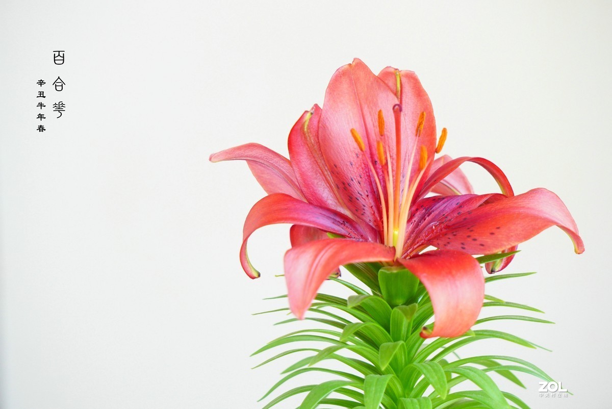 珦铭咔影//百合一棵 俩朵花 （2021）