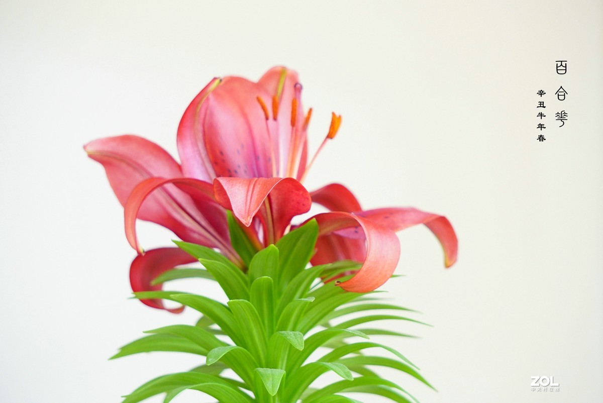 珦铭咔影//百合一棵 俩朵花 （2021）