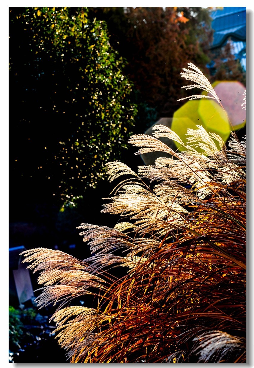 “钢炮”秀秋色