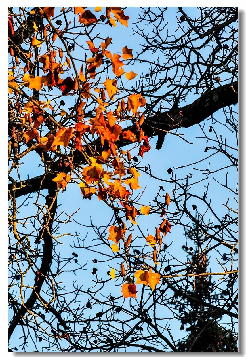 “钢炮”秀秋色