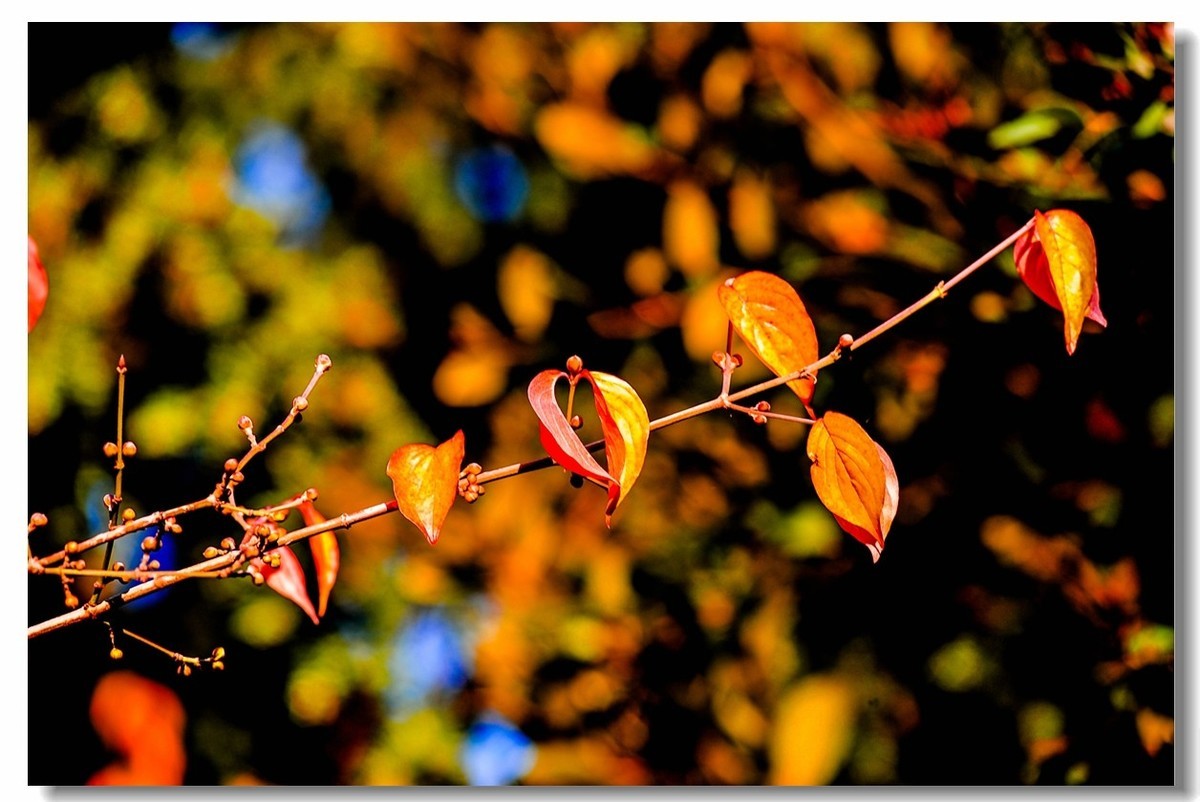 “钢炮”秀秋色