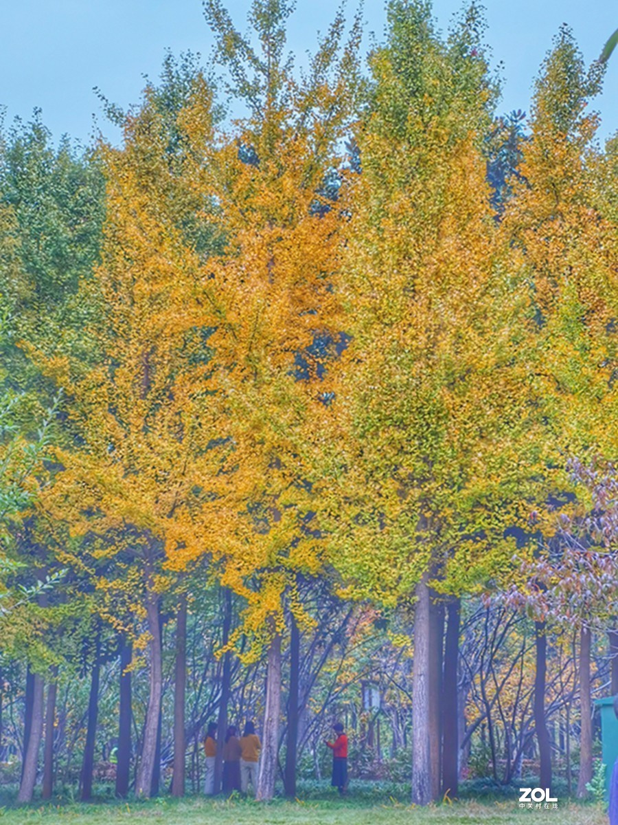 洛阳隋唐遗址公园的秋天