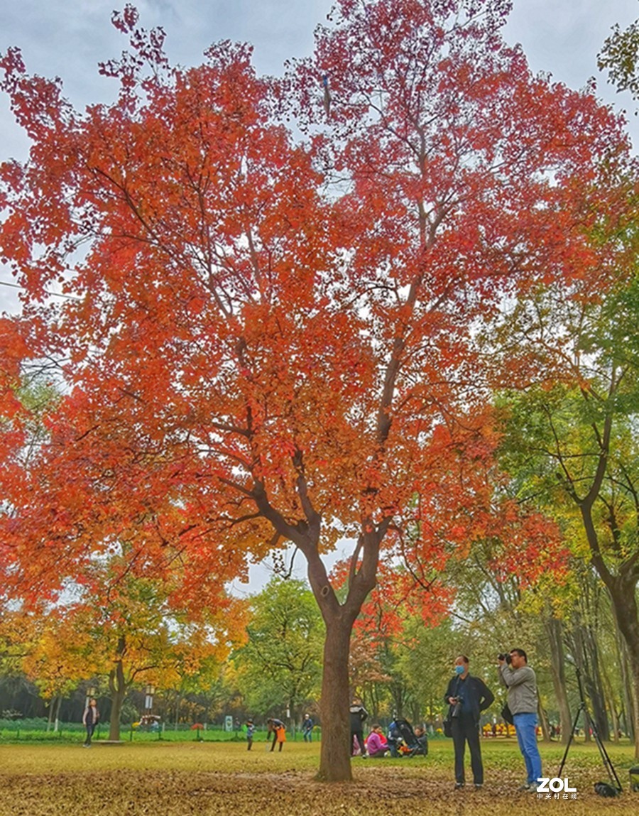 洛阳隋唐遗址公园的秋天