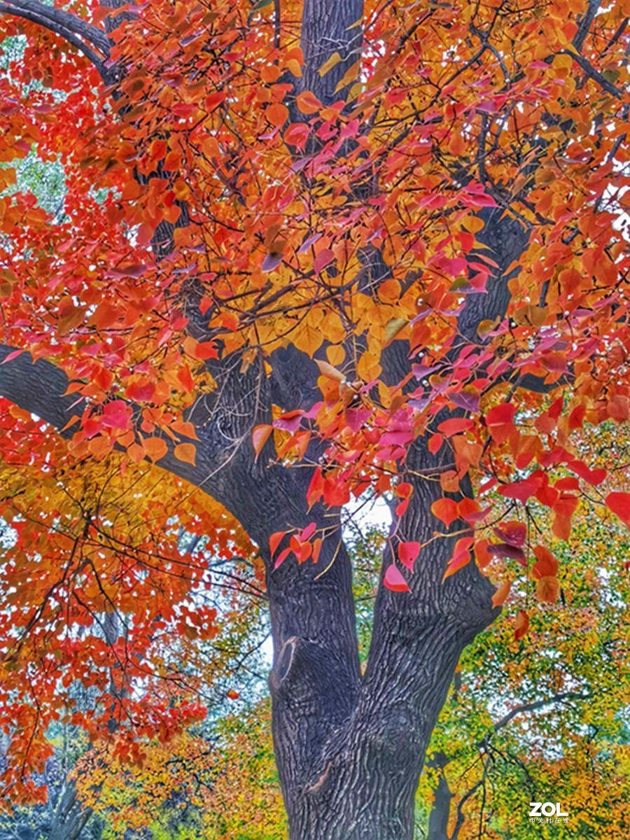 洛阳隋唐遗址公园的秋天