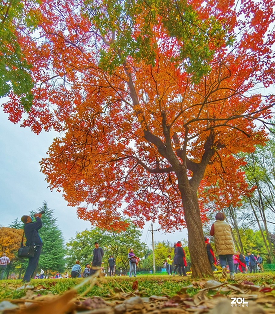 洛阳隋唐遗址公园的秋天