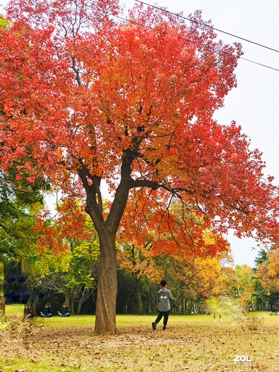 洛阳隋唐遗址公园的秋天