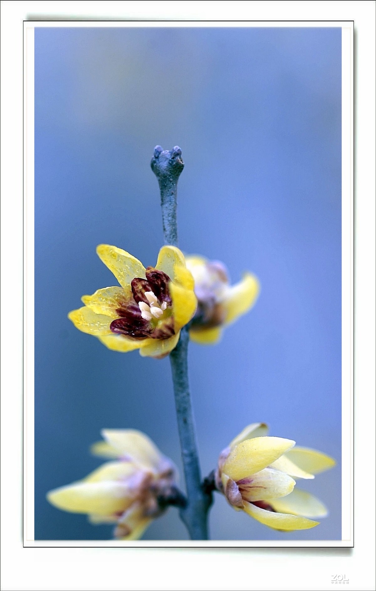 数九寒天腊梅花