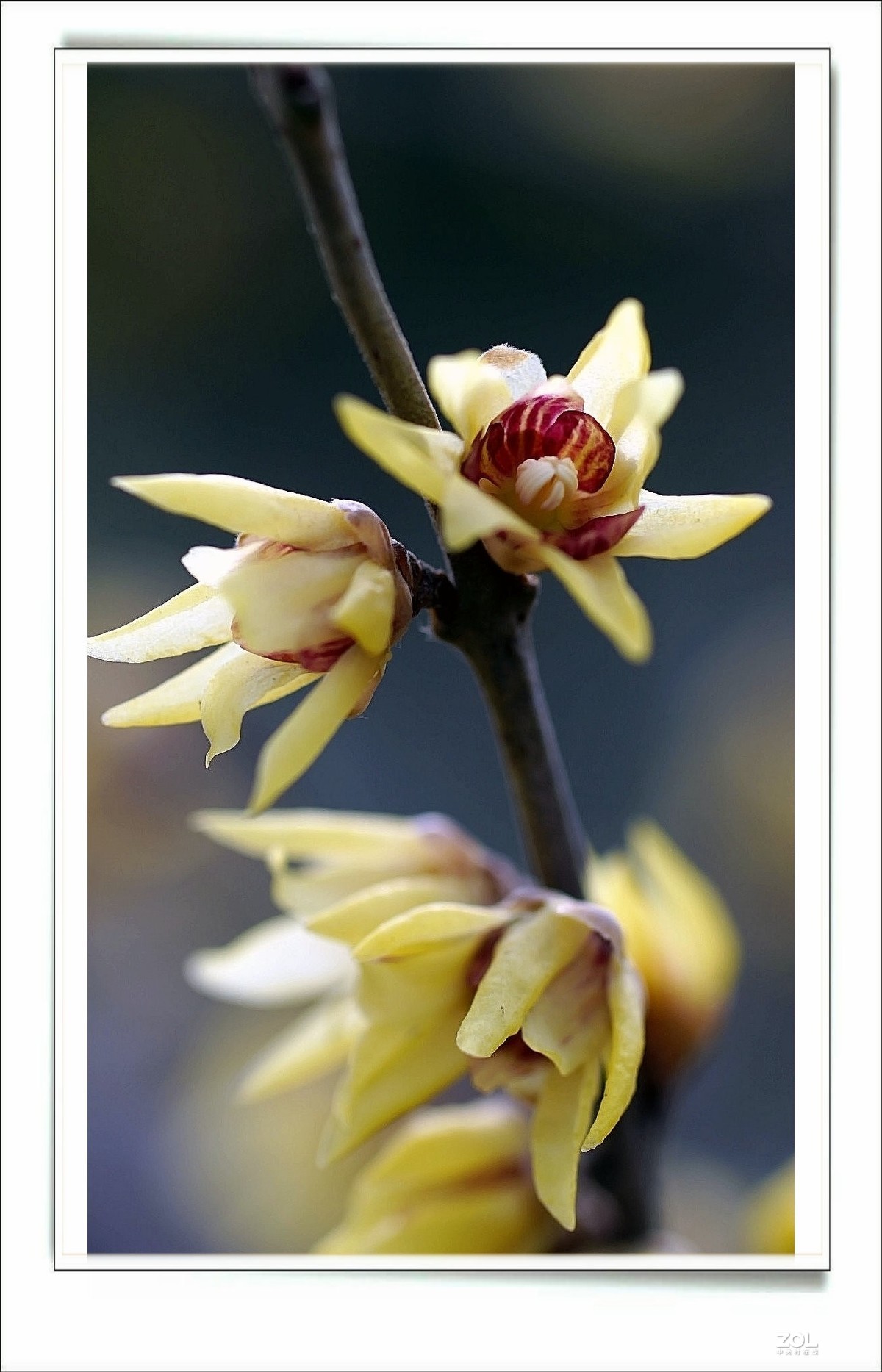 数九寒天腊梅花