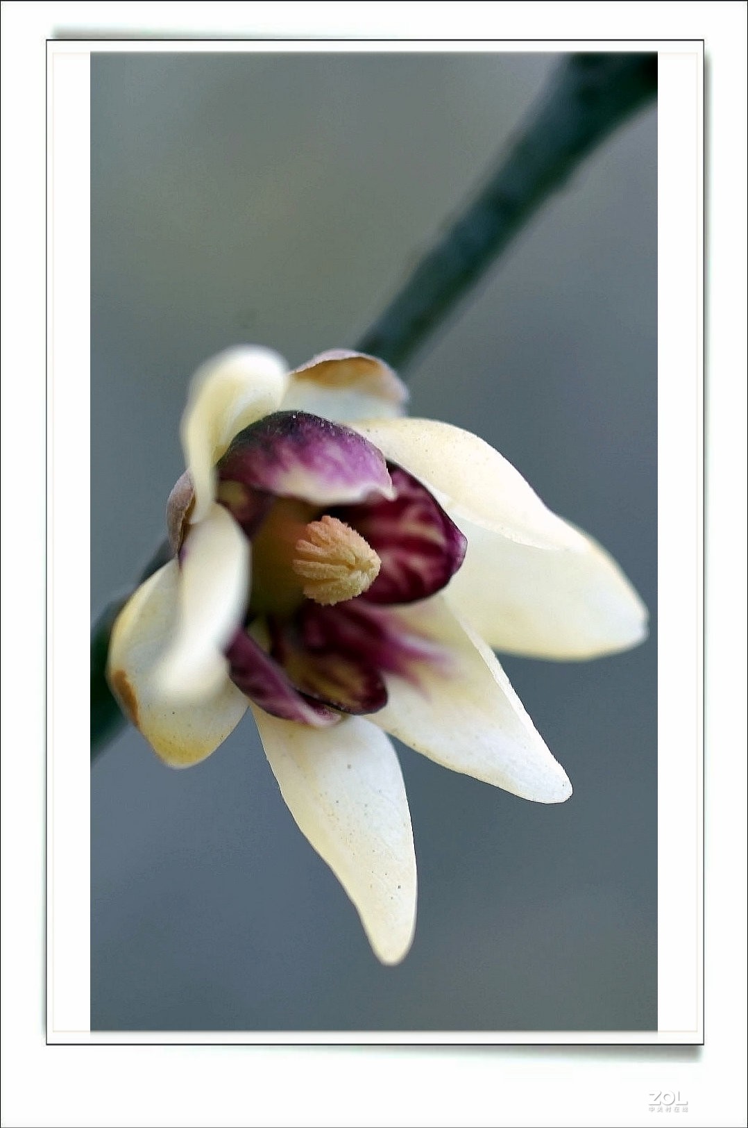 数九寒天腊梅花