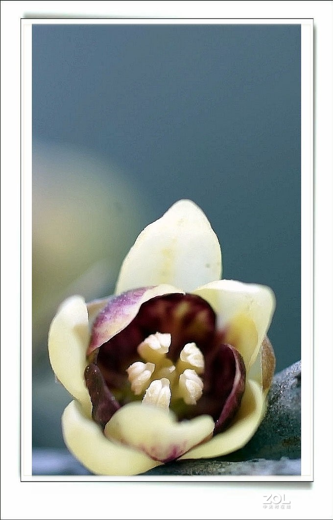 数九寒天腊梅花