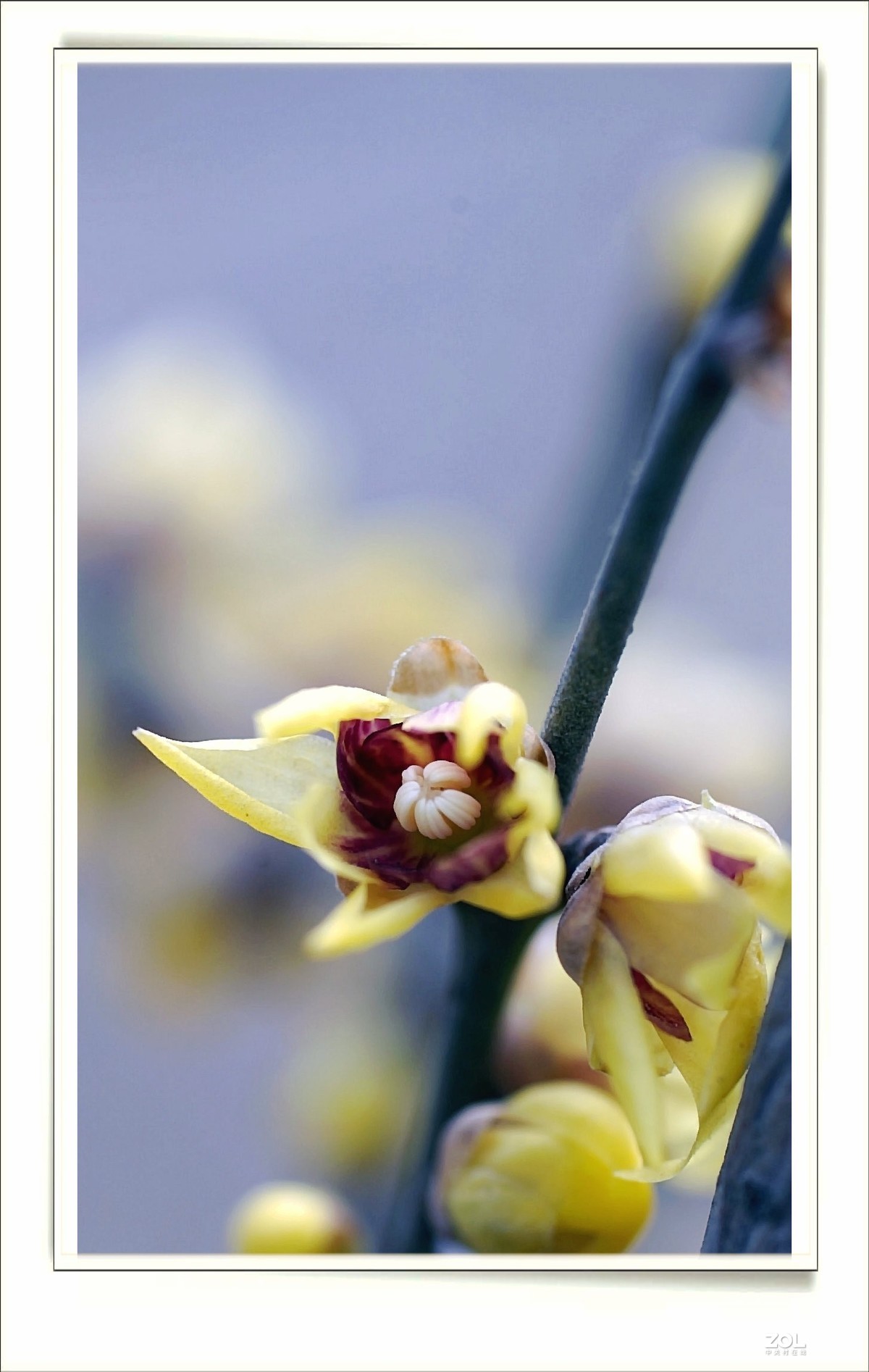 数九寒天腊梅花