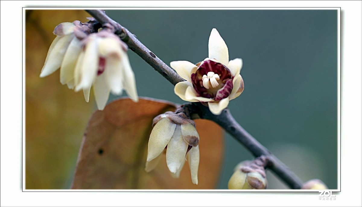 数九寒天腊梅花