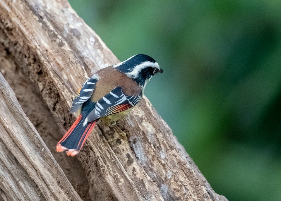 老树干上的《火尾希鹛》
