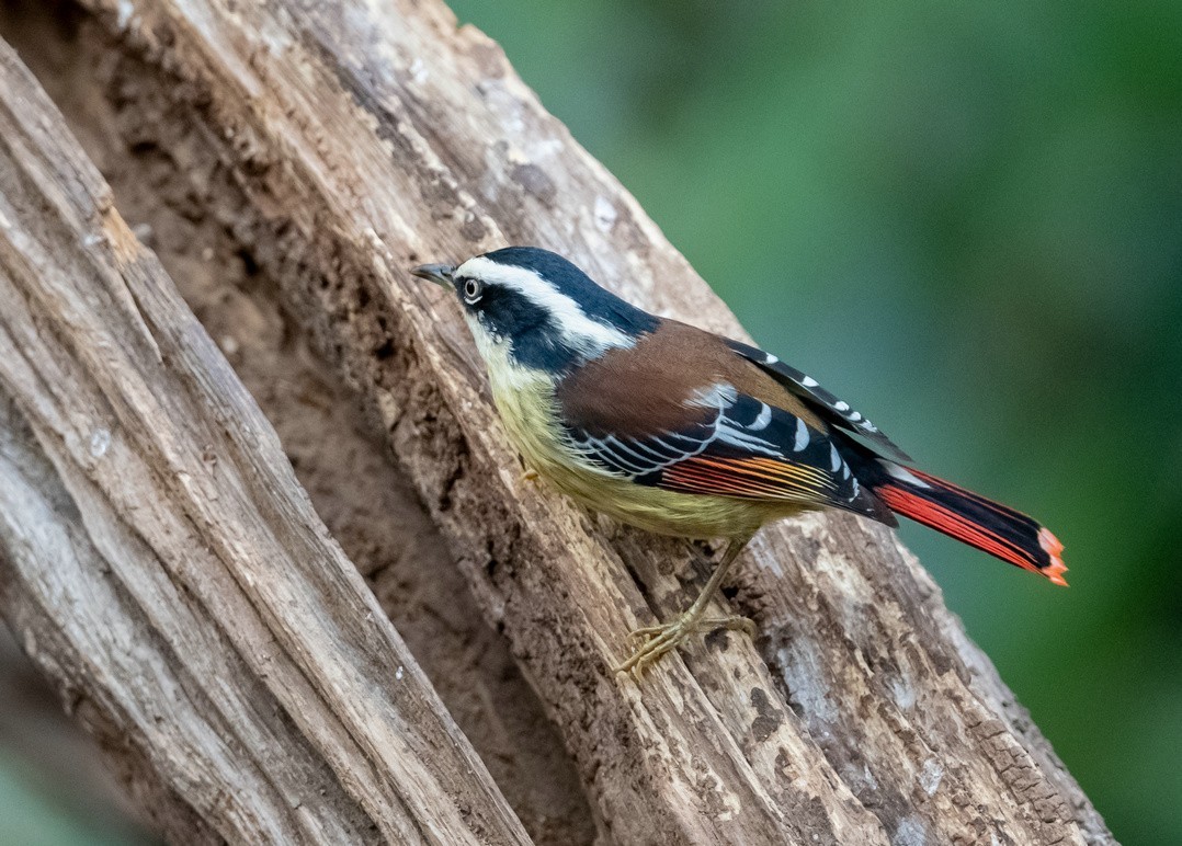 老树干上的《火尾希鹛》