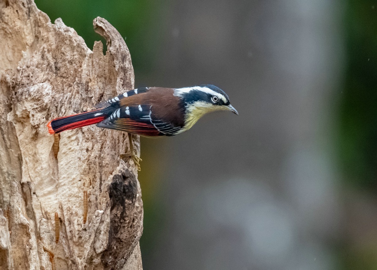 老树干上的《火尾希鹛》