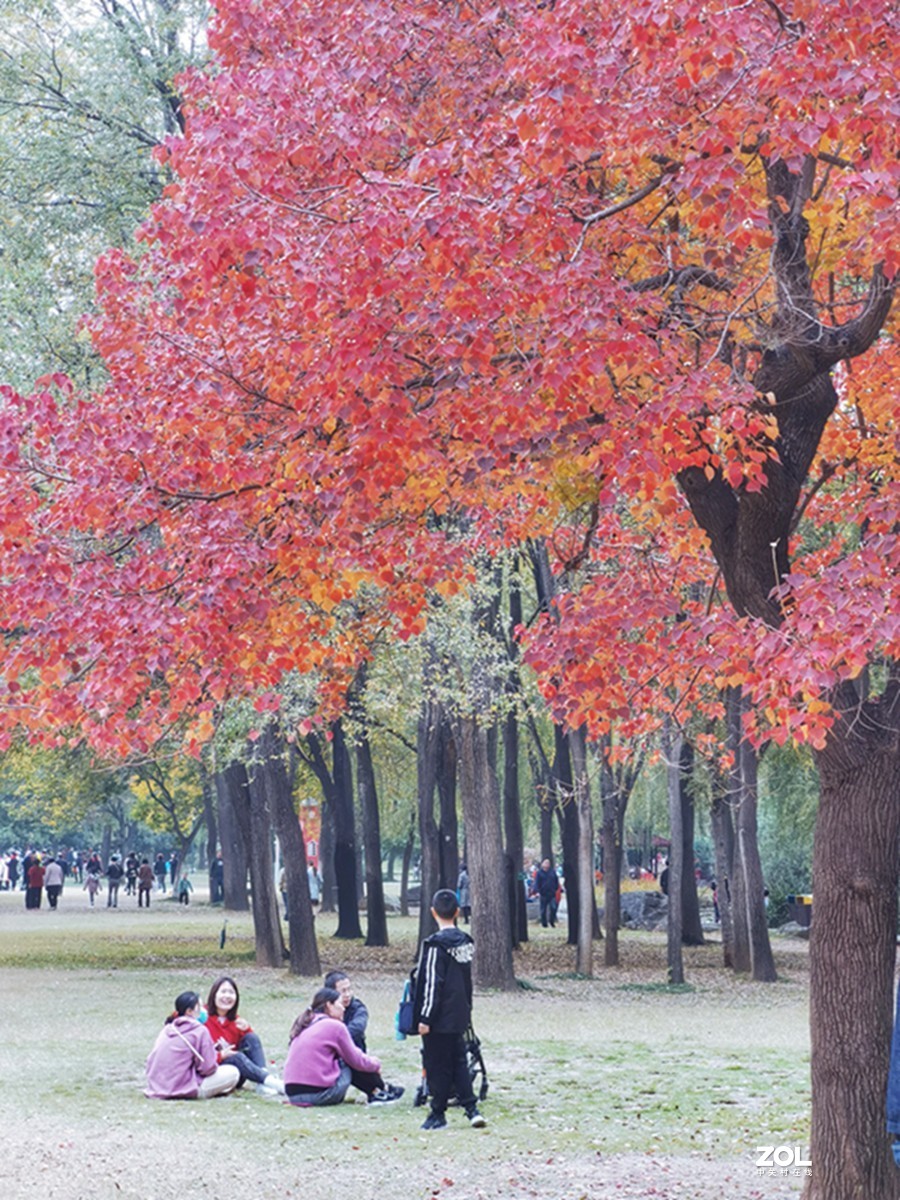 洛阳隋唐遗址公园的秋天