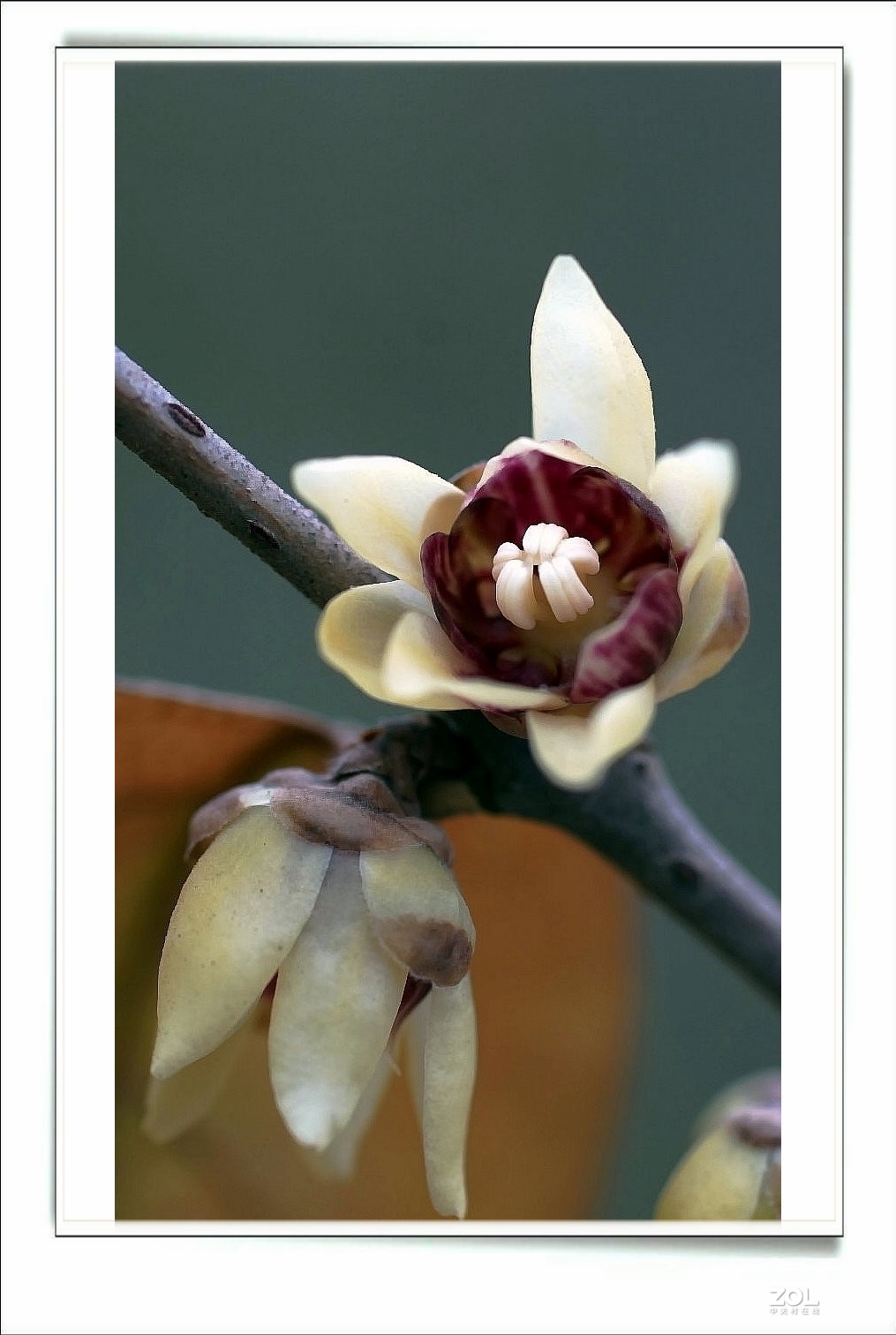 数九寒天腊梅花