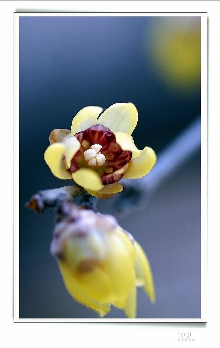 数九寒天腊梅花